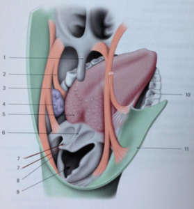 muscles de la langue